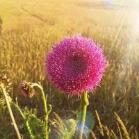 Sue Glover