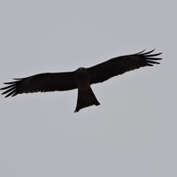 Harshveer Singh Racca