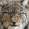 Lynxeng John Eng