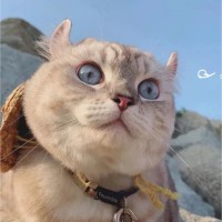 吴仕洪