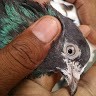 Sheraz Faizi