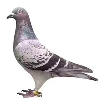 谭文华
