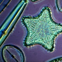 Crystal Green