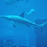 Shah Sharks
