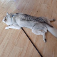 刘毅诚