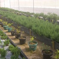 Bolsas Plasticas Marcela Castillo