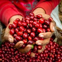SPECIALTY COFFEE
