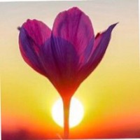 shariati (saffron)
