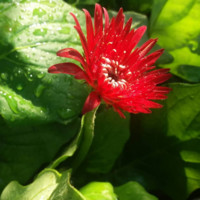 Sansar Nursery