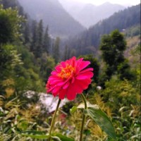 Anam Iftikhar