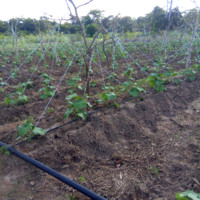 Jean Gauthier Kouadio