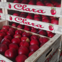 CLARA EXPORT