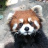 Lando Liu