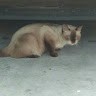 Creamy Puff