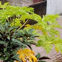 Sadeepa Peiris