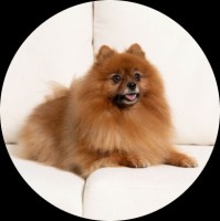 Daisy the Pom