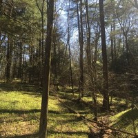 عواد العنزي