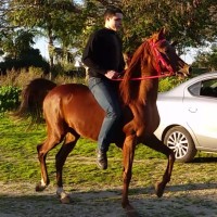 Benyamin Ben-David