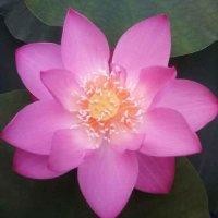 山东临