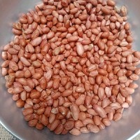 YASH AGRI EXPORT Mr. Bharat