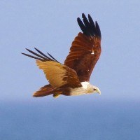 Shiju A