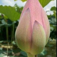 郭献华