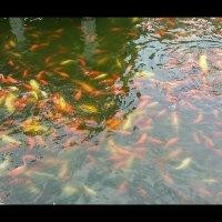 汤凌燕