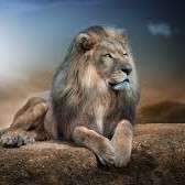 Parlino White lion