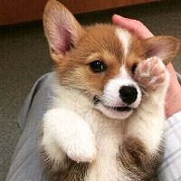 Animals Lover