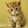 Kitty Watson