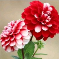 Arockia Mary J