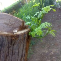 mehrdad par    (partomehr)