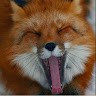 Fox Howard