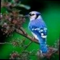 Mahendra Cs