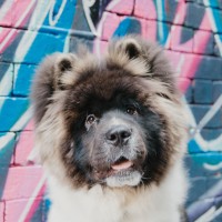Pablo 🐾
