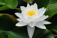 唐艳秋