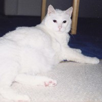 Ada Saei