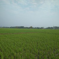Arlis Prayugo
