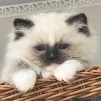 林本森