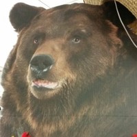 Jeff Bear
