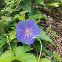 Céline Frémond Brégeon