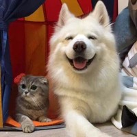 黄伟栋