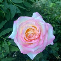 Annerose Dr.Mosbach