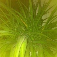 蒋微微