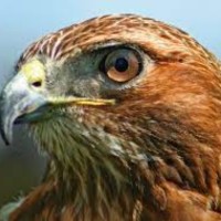 Hawk Hughes