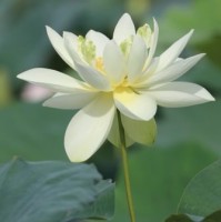 Lily Propes