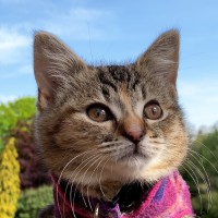 Quita The Kitty
