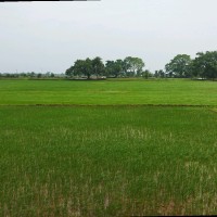 Mahesh Verma