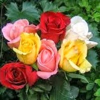 Pradeep Kumar