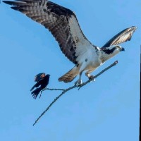 narayan( No - Rayan) pyakurel( Pya- ya -ku-rel)